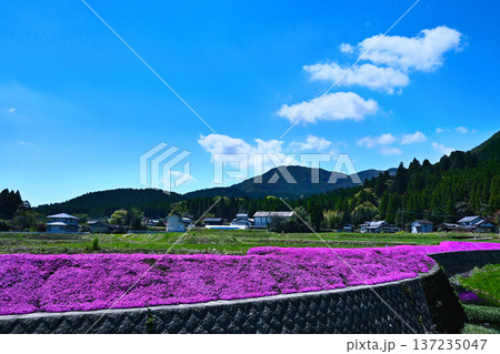 阿蘇外輪山と満開の芝桜 阿蘇外輪山と満開の芝桜 137235047