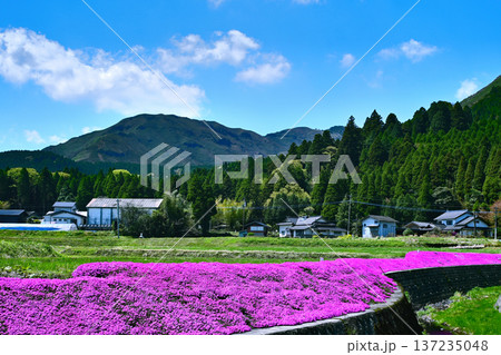 阿蘇外輪山と満開の芝桜 阿蘇外輪山と満開の芝桜 137235048