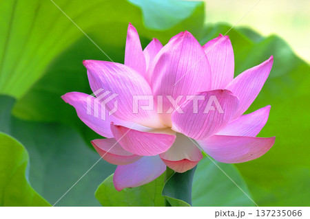 大賀ハスの花 大賀ハスの花 137235066