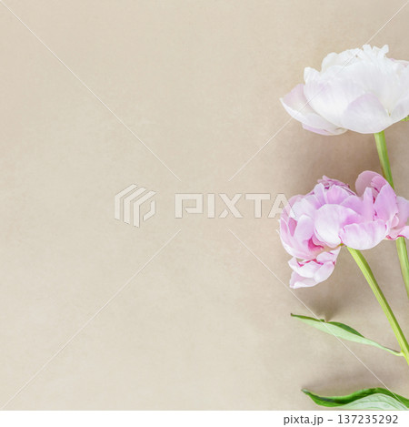 Pink And White Peonies On Soft Beige Background With Copy Space 137235292