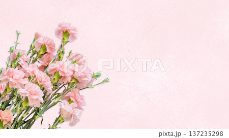Pink Carnation Flowers On Soft Pastel Background 137235298
