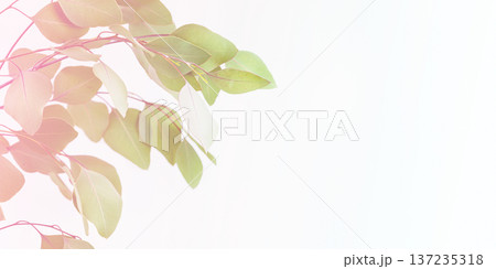 Soft Green Leaves With Pink Light Overlay On Minimal White Background Soft Green Leaves With Pink Light Overlay On Minimal White Background 137235318