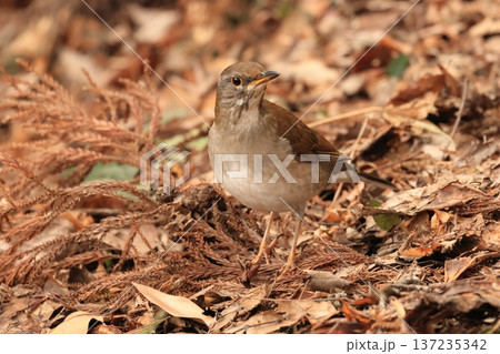 冬鳥としてやってきる、大型ツグミの仲間、お腹が白いシロハラ 137235342