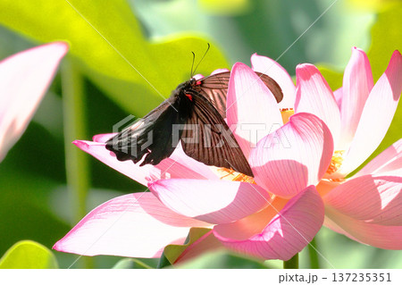大賀ハスの花を吸蜜中のナガサキアゲハ 大賀ハスの花を吸蜜中のナガサキアゲハ 137235351