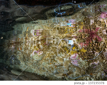 イトヒキアジ幼魚。水面を泳ぐ。ヒリゾ浜南伊豆町中木 静岡県伊豆半島-2025 日本有数のシュノーケリ 137235378