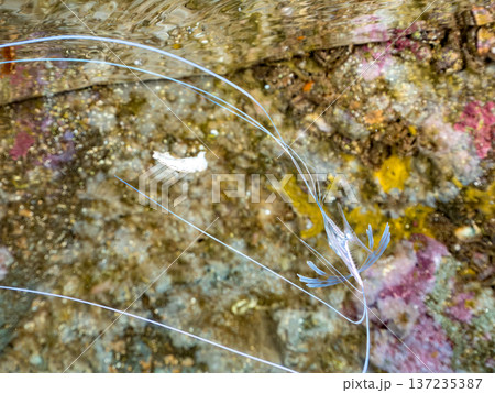 イトヒキアジ幼魚。水面を泳ぐ。ヒリゾ浜南伊豆町中木 静岡県伊豆半島-2025 日本有数のシュノーケリ イトヒキアジ幼魚。水面を泳ぐ。ヒリゾ浜南伊豆町中木 静岡県伊豆半島-2025 日本有数のシュノーケリ 137235387