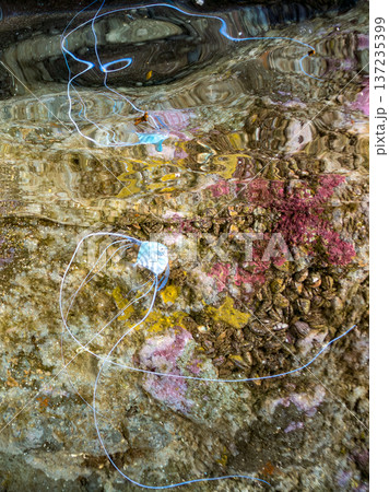 イトヒキアジ幼魚。水面を泳ぐ。ヒリゾ浜南伊豆町中木 静岡県伊豆半島-2025 日本有数のシュノーケリ イトヒキアジ幼魚。水面を泳ぐ。ヒリゾ浜南伊豆町中木 静岡県伊豆半島-2025 日本有数のシュノーケリ 137235399