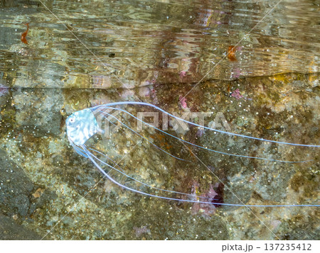 イトヒキアジ幼魚。水面を泳ぐ。ヒリゾ浜南伊豆町中木 静岡県伊豆半島-2025 日本有数のシュノーケリ イトヒキアジ幼魚。水面を泳ぐ。ヒリゾ浜南伊豆町中木 静岡県伊豆半島-2025 日本有数のシュノーケリ 137235412