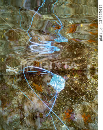 イトヒキアジ幼魚。水面を泳ぐ。ヒリゾ浜南伊豆町中木 静岡県伊豆半島-2025 日本有数のシュノーケリ イトヒキアジ幼魚。水面を泳ぐ。ヒリゾ浜南伊豆町中木 静岡県伊豆半島-2025 日本有数のシュノーケリ 137235416