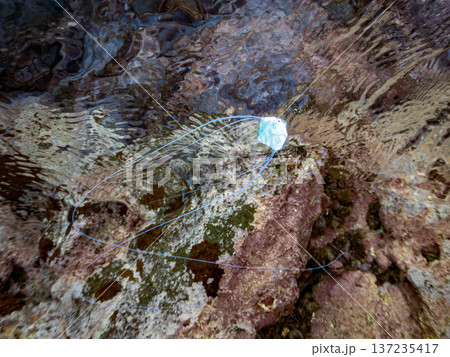 イトヒキアジ幼魚。水面を泳ぐ。ヒリゾ浜南伊豆町中木 静岡県伊豆半島-2025 日本有数のシュノーケリ イトヒキアジ幼魚。水面を泳ぐ。ヒリゾ浜南伊豆町中木 静岡県伊豆半島-2025 日本有数のシュノーケリ 137235417