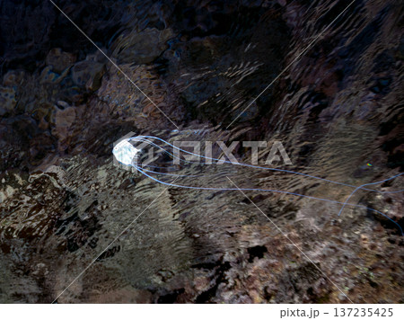 イトヒキアジ幼魚。水面を泳ぐ。ヒリゾ浜南伊豆町中木 静岡県伊豆半島-2025 日本有数のシュノーケリ 137235425