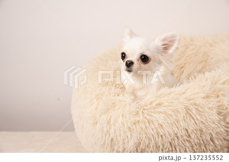 白バックとベッドに入ったチワワのラビィ 137235552