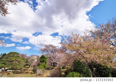 サクラ満開　寺院 137235563