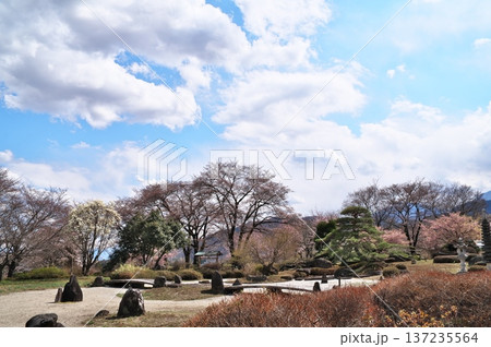 サクラ満開　寺院 137235564