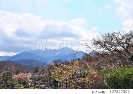 サクラ満開　寺院 137235566