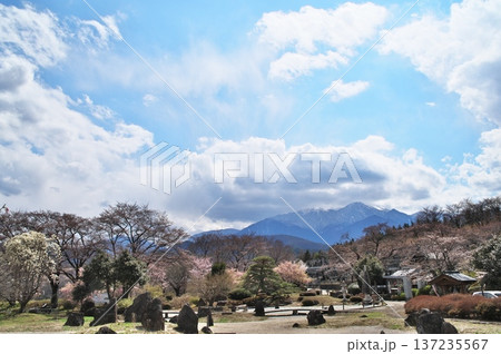 サクラ満開 寺院 サクラ満開 寺院 137235567