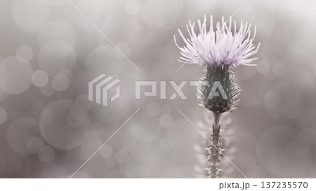 Floral background. Purple thorny thistle flower. Closeup. Nature. Floral background. Purple thorny thistle flower. Closeup. Nature. 137235570