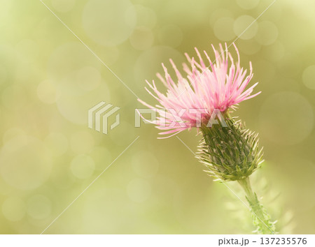 Floral  background. Purple thorny thistle flower. Closeup.  Nature. 137235576