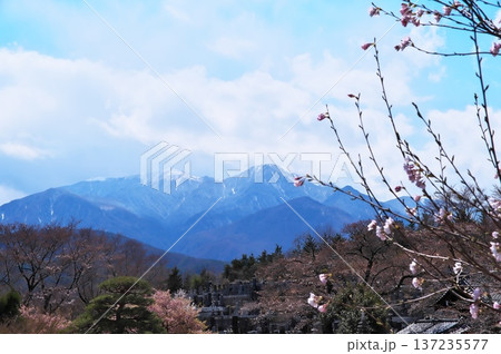 サクラ満開　寺院 137235577