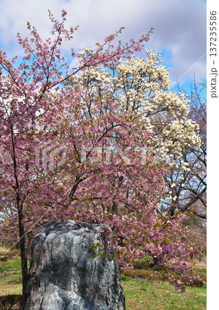 サクラ満開　寺院 137235586