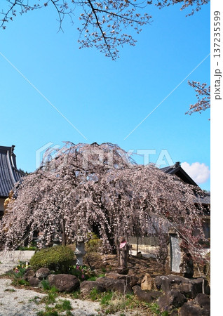 サクラ満開　寺院 137235599