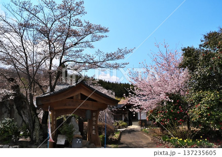 サクラ満開　寺院 137235605