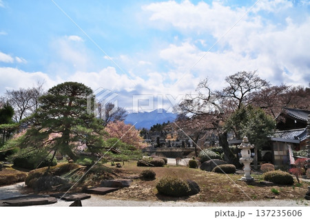 サクラ満開 寺院 サクラ満開 寺院 137235606