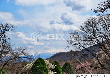 サクラ満開 寺院 サクラ満開 寺院 137235617