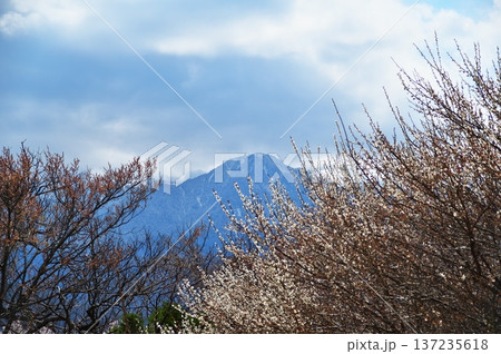 サクラ満開　寺院 137235618