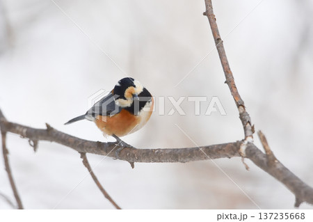 首をかしげるヤマガラ 首をかしげるヤマガラ 137235668