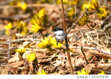 枯れ枝にとまるハシブトガラ 137235679