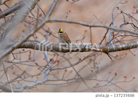 ミヤマホオジロの雄 137235686