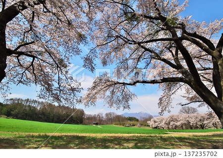 桜満開 八ヶ岳 桜満開 八ヶ岳 137235702