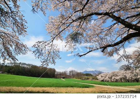 桜満開 八ヶ岳 桜満開 八ヶ岳 137235714