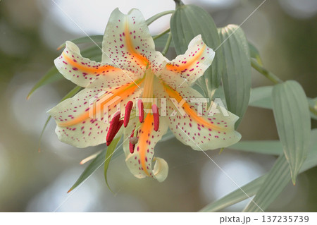 ヤマユリの花 137235739