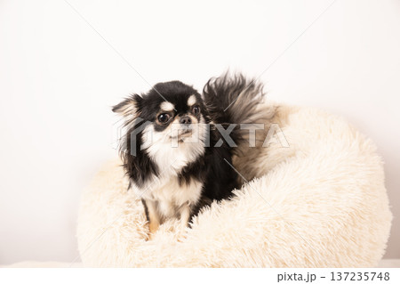 白バックとベッドに入ったチワワのスミ 137235748