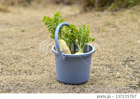 青いバケツに入った収穫したての新鮮な大根 137235767