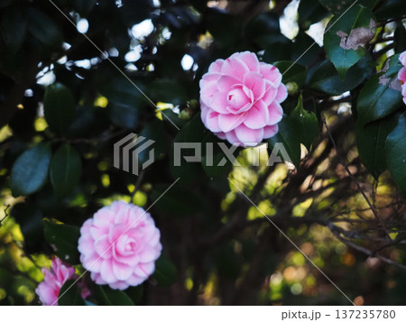 乙女椿の花のクローズアップ(うすいピンクのオトメツバキ) 乙女椿の花のクローズアップ(うすいピンクのオトメツバキ) 137235780