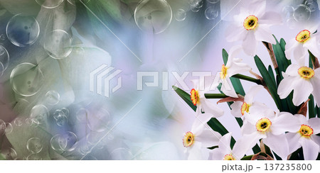 Bouquet of   white daffodil flowers. Floral spring background. Close-up. Nature. 137235800