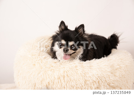 白バックとベッドに入ったチワワのカシイ 137235849