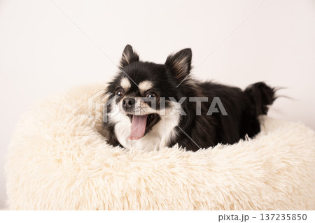 白バックとベッドに入ったチワワのカシイ 137235850