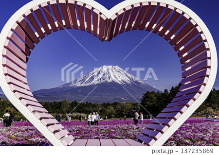 山梨県富士芝桜まつり　芝桜と富士山　 137235869