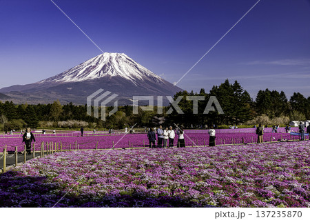 山梨県富士芝桜まつり　芝桜と富士山　 137235870