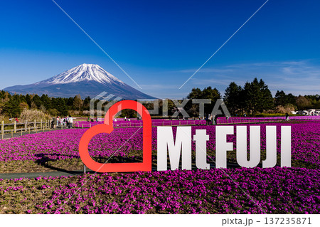 山梨県富士芝桜まつり　芝桜と富士山　 137235871