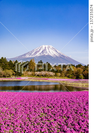 山梨県富士芝桜まつり　芝桜と富士山　 137235874