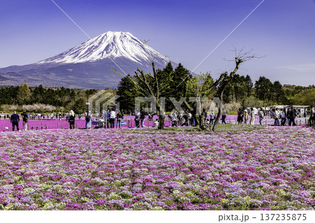 山梨県富士芝桜まつり 芝桜と富士山 山梨県富士芝桜まつり 芝桜と富士山 137235875