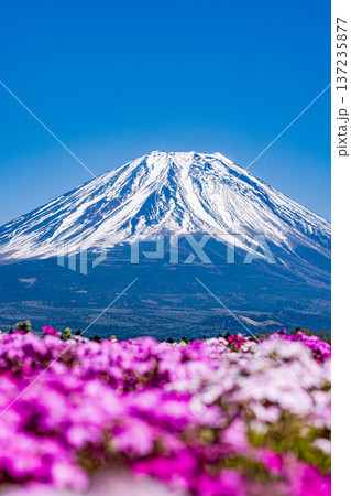 山梨県富士芝桜まつり　芝桜と富士山　 137235877