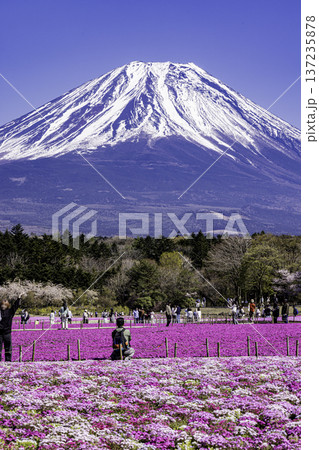 山梨県富士芝桜まつり 芝桜と富士山 山梨県富士芝桜まつり 芝桜と富士山 137235878