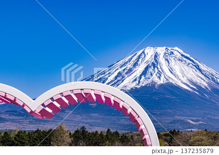 山梨県富士芝桜まつり　芝桜と富士山　 137235879