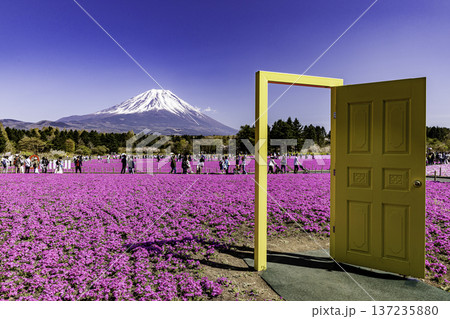 山梨県富士芝桜まつり　芝桜と富士山　 137235880